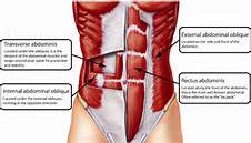 Plank anatomy
