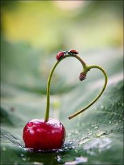 love bug cherry