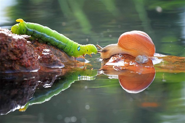 snail caterpillar